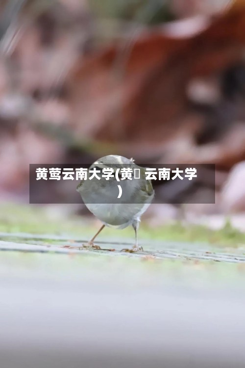 黄莺云南大学(黄祎 云南大学)